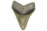 Serrated, Fossil Megalodon Tooth - North Carolina #340853-1